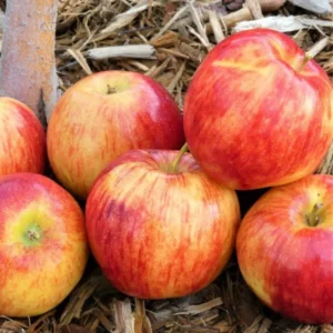 Gala Apple Trees Live Plants - 24 to 30 Inches Tall Red Fruit