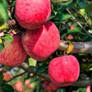 Gala Apple Trees Live Plants - 24 to 30 Inches Tall Red Fruit