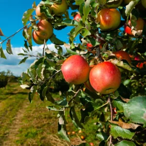 Gala Apple Trees Live Plants - 24 to 30 Inches Tall Red Fruit