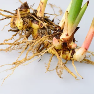 Galangal Root Plant, Thai Ginger Starter, 4-6 Inch, Outdoor Garden Plant
