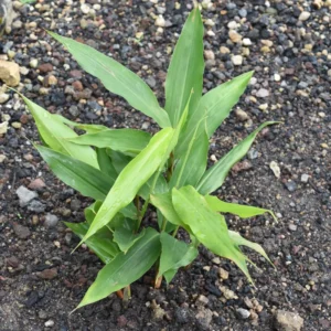 Galangal Root Plant, Thai Ginger Starter, 4-6 Inch, Outdoor Garden Plant