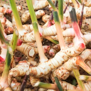 Galangal Root Plant, Thai Ginger Starter, 4-6 Inch, Outdoor Garden Plant