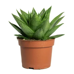 Gasteria glomerata Live Plant - 2 Inch Pot - Ox Tongue - Office & Home Decor