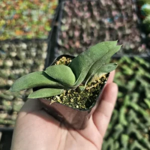 Gasteria glomerata Live Plant - 2 Inch Pot - Ox Tongue - Office & Home Decor
