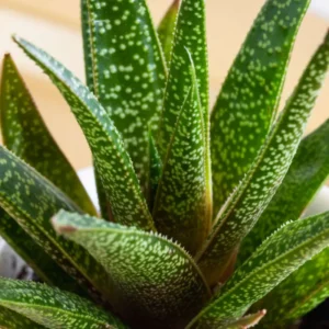 Gasteria glomerata Live Plant - 2 Inch Pot - Ox Tongue - Office & Home Decor