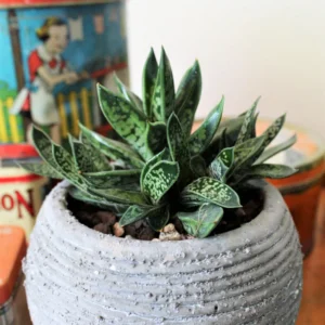 Gasteria glomerata Live Plant - 2 Inch Pot - Ox Tongue - Office & Home Decor