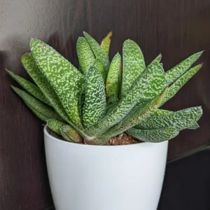 Gasteria glomerata Live Plant - 2 Inch Pot - Ox Tongue Plant - Small Space Friendly