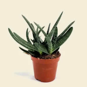 Gasteria glomerata Live Plant - 2 Inch Pot - Ox Tongue Plant - Small Space Friendly