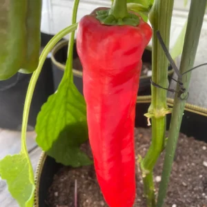 Giant Marconi Pepper Plant - Vegetable Plant - 2.5 Inches Pot