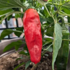 Giant Marconi Pepper Plant - Vegetable Plant - 2.5 Inches Pot