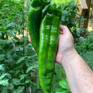 Giant Marconi Pepper Plant - Vegetable Plant - 2.5 Inches Pot