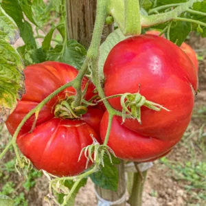 Giant Tomato Seeds - 50 Count Vegetable Seeds for Spring Planting