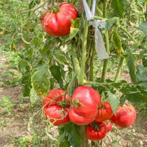 Giant Tomato Seeds - 50 Count Vegetable Seeds for Spring Planting