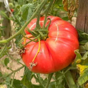 Giant Tomato Seeds - 50 Count Vegetable Seeds for Spring Planting