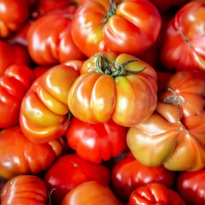 Giant Tomato Seeds - 50 Count Vegetable Seeds for Spring Planting