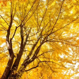 Ginkgo Tree Live Plant - 8 to 12 Inches Tall - Golden Fall Foliage