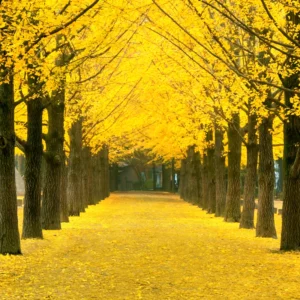 Ginkgo Tree Live Plant - 8 to 12 Inches Tall - Golden Fall Foliage