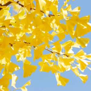 Ginkgo Tree Live Plant - 8 to 12 Inches Tall - Golden Fall Foliage