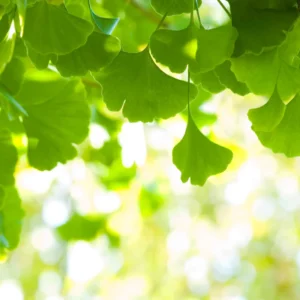 Ginkgo Tree Live Plant - 8 to 12 Inches Tall - Golden Fall Foliage