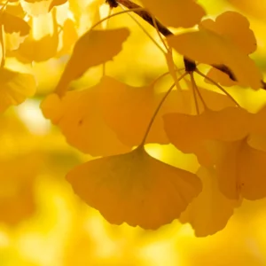 Ginkgo Tree Live Plant - 8 to 12 Inches Tall - Golden Fall Foliage