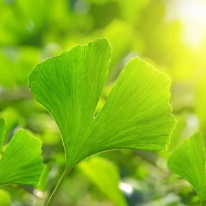 Ginkgo Tree Live Plant - 8 to 12 Inches Tall - Golden Fall Foliage