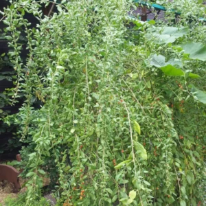 Goji Berry Plants Live - 2 Pack Red Goji Berry Bush Shrubs 12-15 Inch Tall for Home Garden