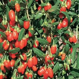 Goji Berry Plants Live - 2 Pack Red Goji Berry Bush Shrubs 12-15 Inch Tall for Home Garden