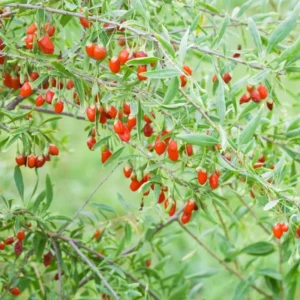 Goji Berry Plants Live - 2 Pack Red Goji Berry Bush Shrubs 12-15 Inch Tall for Home Garden