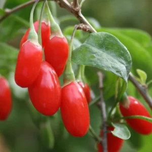 Goji Berry Plants Live - 2 Pack Red Goji Berry Bush Shrubs 12-15 Inch Tall for Home Garden