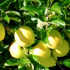 Golden Delicious Apple Trees - Live Plants 24-30 Inches Tall - Yellow Fruit