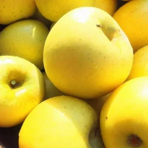 Golden Delicious Apple Trees - Live Plants 24-30 Inches Tall - Yellow Fruit