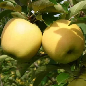 Golden Delicious Apple Trees - Live Plants 24-30 Inches Tall - Yellow Fruit