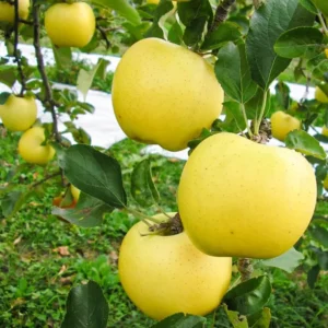 Golden Delicious Apple Trees - Live Plants 24-30 Inches Tall - Yellow Fruit