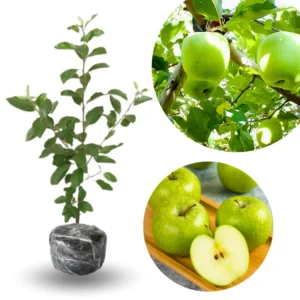 Granny Smith Apple Tree Plant Live Fruit Trees 24-30 Inches Green