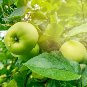 Granny Smith Apple Tree Plant Live Fruit Trees 24-30 Inches Green