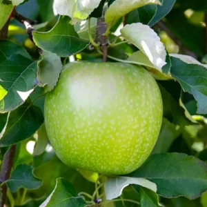 Granny Smith Apple Tree Plant Live Fruit Trees 24-30 Inches Green