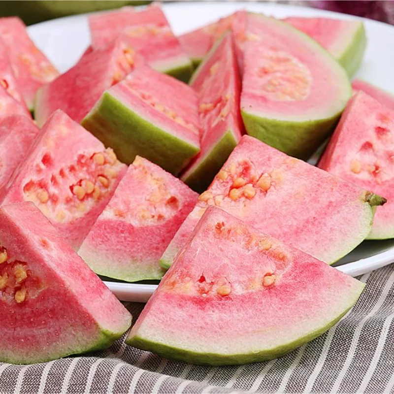 Guava Tree Plant - 2 to 3 Ft Height - Pink Guava - 3 Gallon Pot