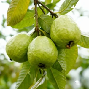 Guava Tree Plant Live Plant 2 to 3 Ft in Height 1 Gallon Pot White