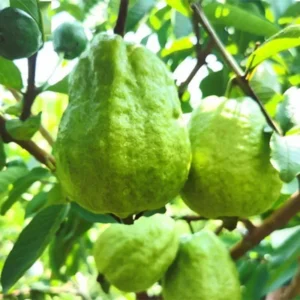 Guava Tree Plant Live Plant 2 to 3 Ft in Height 1 Gallon Pot White