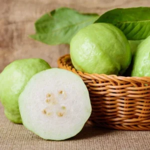 Guava Tree Plant Live Plant 2 to 3 Ft in Height 1 Gallon Pot White