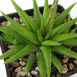 Haworthia Angustifolia Baylissii Succulent Plant 2 Inch Pot Live Indoor Outdoor