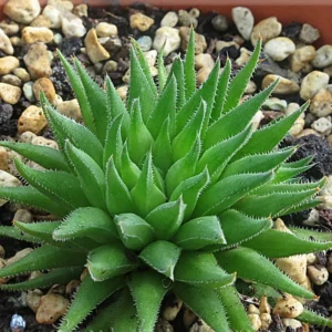 Haworthia Angustifolia Baylissii Succulent Plant 2 Inch Pot Live Indoor Outdoor