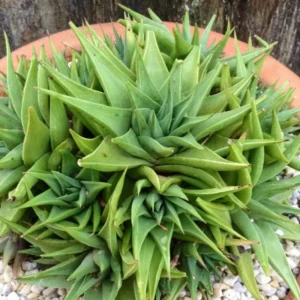 Haworthia Angustifolia Baylissii Succulent Plant 2 Inch Pot Live Indoor Outdoor
