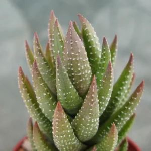 Haworthia Angustifolia Baylissii Succulent Plant 2 Inch Pot Live Indoor Outdoor