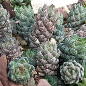 Haworthia Coarctata Succulent Plant - 2 Inch Pot - Live Indoor/Outdoor