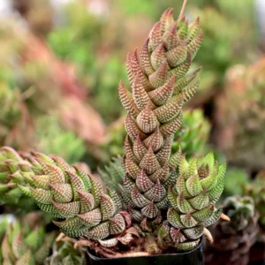 Haworthia Coarctata Succulent Plant - 2 Inch Pot - Live Indoor/Outdoor