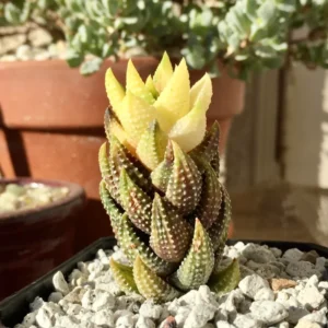 Haworthia Coarctata Succulent Plant - 2 Inch Pot - Live Indoor/Outdoor