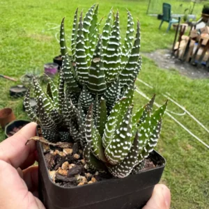 Haworthia Fasciata Cape Town Plant, Aloe House Plant, 4'' Pot, Rare Succulent