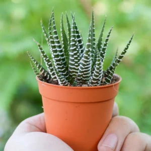 Haworthia Fasciata Cape Town Plant, Aloe House Plant, 4'' Pot, Rare Succulent