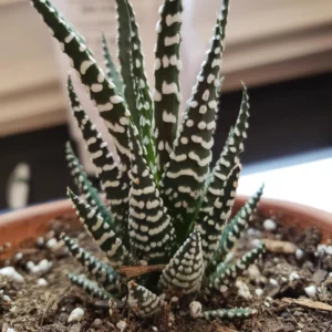 Haworthia Fasciata Cape Town Plant, Aloe House Plant, 4'' Pot, Rare Succulent